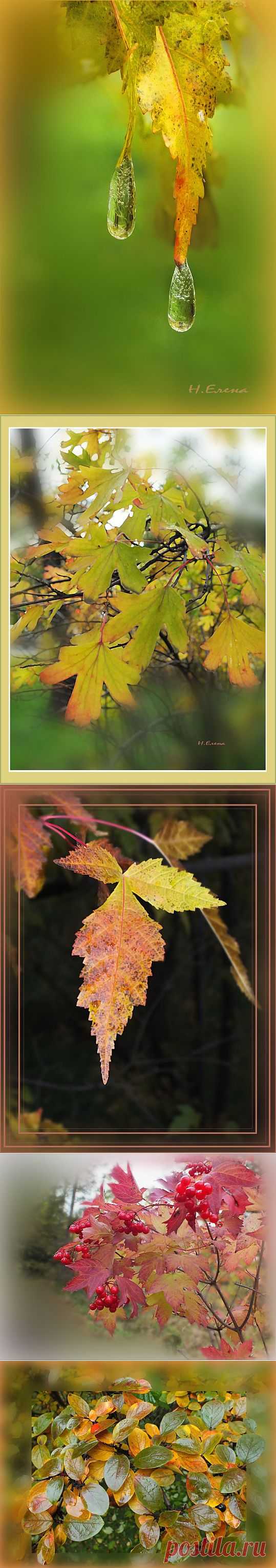 Осенняя рапсодия | Фотоискусство