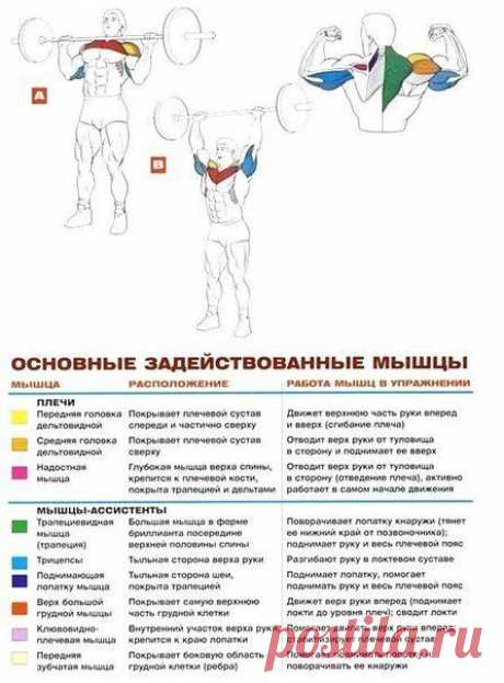 Жим штанги стоя (Армейский жим) | Sport My Way | Sport - My Way