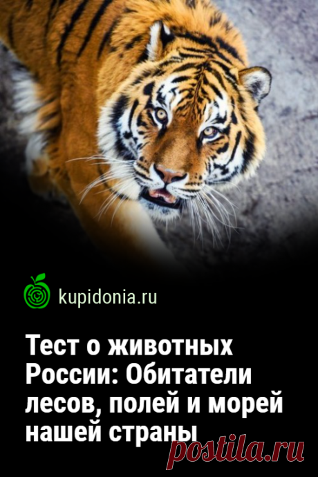 Тест о животных России: Обитатели лесов, полей и морей нашей страны. На территории  нашей страны обитает огромное количество разнообразных животных. Как хорошо вы их знаете?
