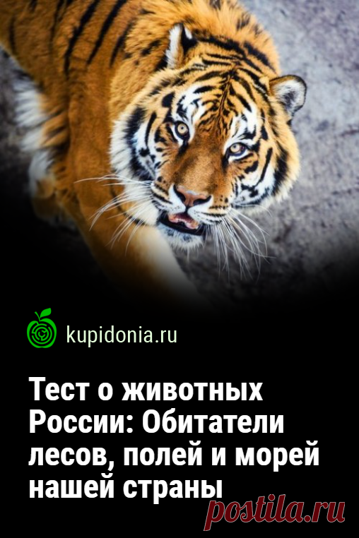 Тест о животных России: Обитатели лесов, полей и морей нашей страны. На территории  нашей страны обитает огромное количество разнообразных животных. Как хорошо вы их знаете?