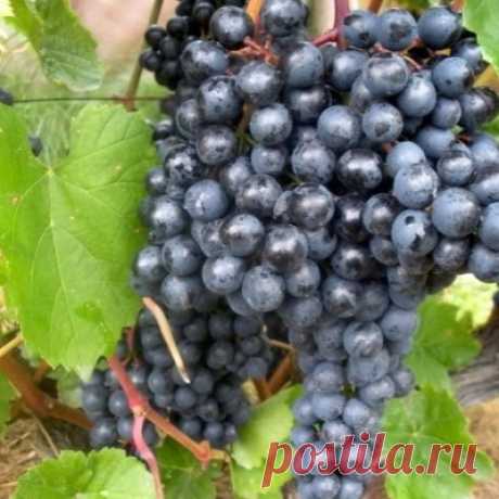 Виноград Памяти Домбковской: описание и характеристики сорта, особенности ухода и выращивания, фото, отзывы