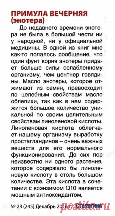 Энотера (примула вечерняя)