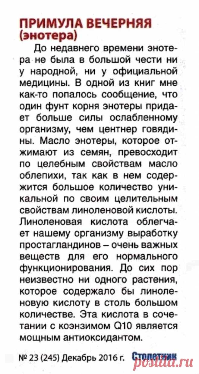 Энотера (примула вечерняя)