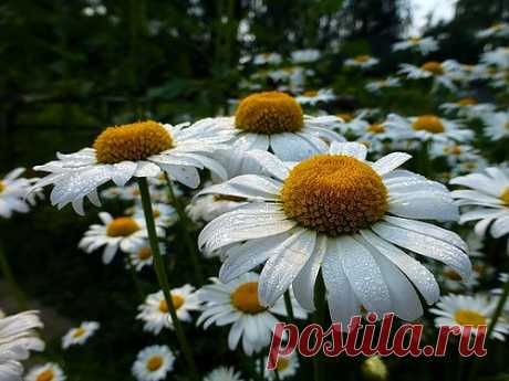 tzubrovitch — «Ромашковый цвет...» на Яндекс.Фотках