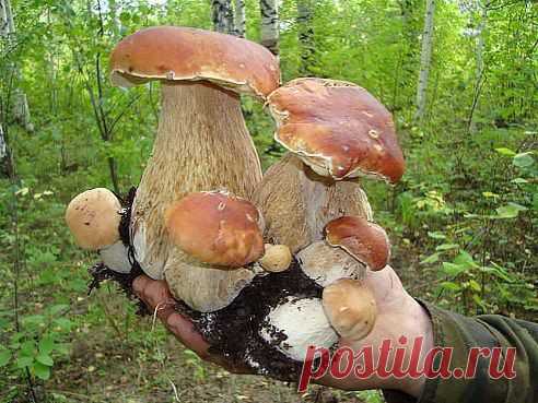 Повезло грибнику, повезло...