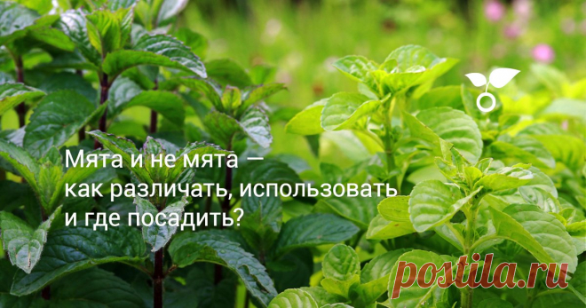 Мята и не мята — как различать, использовать и где посадить? Мята очень разная, она может удивить и вкусом, и ароматом, и цветом, и кучей неожиданных полезных применений. Об этом и поговорим — о разных мятах (некоторые из них и не мяты вовсе), куда посадить и как извлечь максимальную пользу.