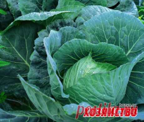 Чем удобрить, полить и опрыскать капусту