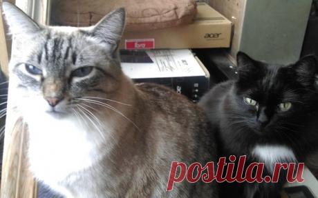 Понять котов за 60 секунд | Кошка Чернуха и кот Беляшик | Яндекс Дзен