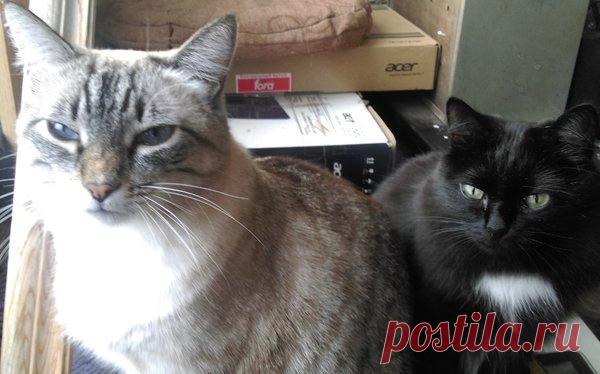 Понять котов за 60 секунд | Кошка Чернуха и кот Беляшик | Яндекс Дзен