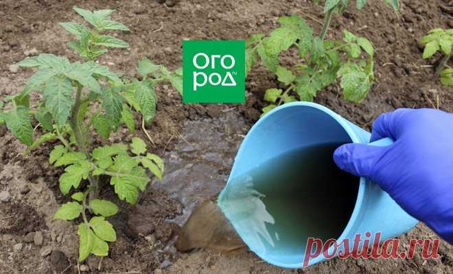 Чем подкормить помидоры, которые плохо растут | Томаты (Огород.ru)