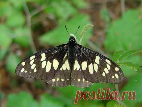 Бабочку Baronia brevicornis из семейства Парусники (Papilionidae) считают самым древним представителем ныне живущих булавоусых чешуекрылых. Имеет много общих признаков с вымершим таксоном Praepapilio. Эндемик Мексики.