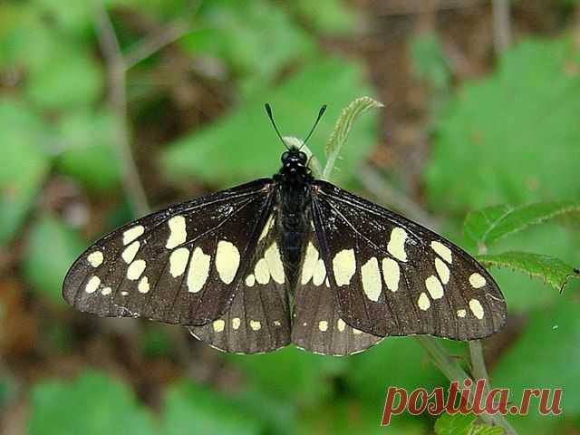 Бабочку Baronia brevicornis из семейства Парусники (Papilionidae) считают самым древним представителем ныне живущих булавоусых чешуекрылых. Имеет много общих признаков с вымершим таксоном Praepapilio. Эндемик Мексики.