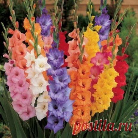 Многолетние клубнелуковичные растения