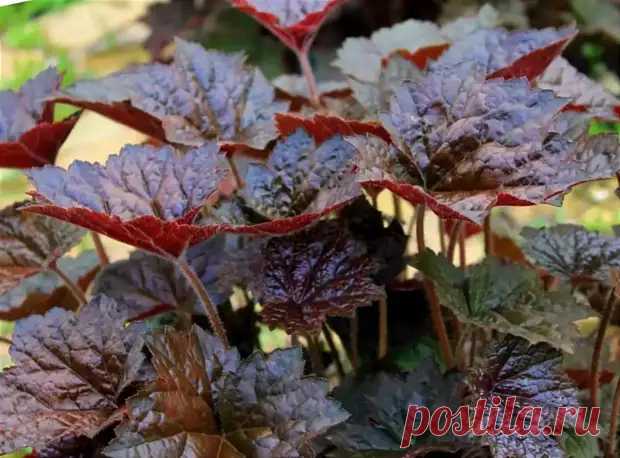 Какие сорта Heuchera наиболее устойчивы и могут быть рекомендованы для начинающих - Строительство 21 века - 30 января - 43725761617 - Медиаплатформа МирТесен