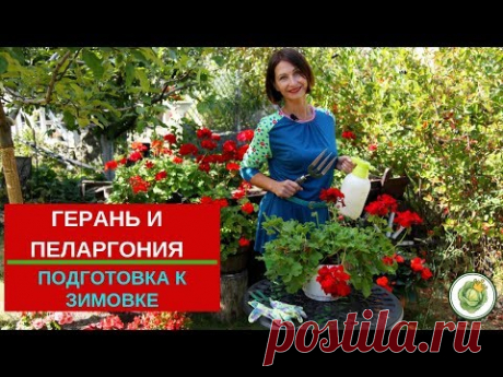 Как сохранить герань и пеларгонию зимой//Подготовка к зимовке