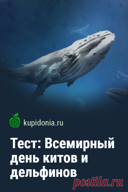 Тест на Всемирный день китов и дельфинов. Тест на Всемирный день китов и дельфинов посвящен празднику, который отмечается 23 июля. Сегодня мы предлагаем вам проверить свои знания об этих млекопитающих. Для этого мы подготовили 20 интересных вопросов.