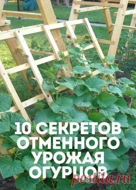 10 секретов отменного урожая огурцов