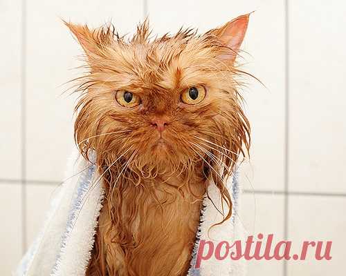 Кошки боятся воды: неоспоримый факт, но почему?