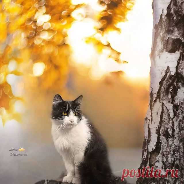 Photo by КРАСИВЫЕ КАДРЫ in Irkutsk, Russia with @bellluha. May be an image of cat, nature and tree.