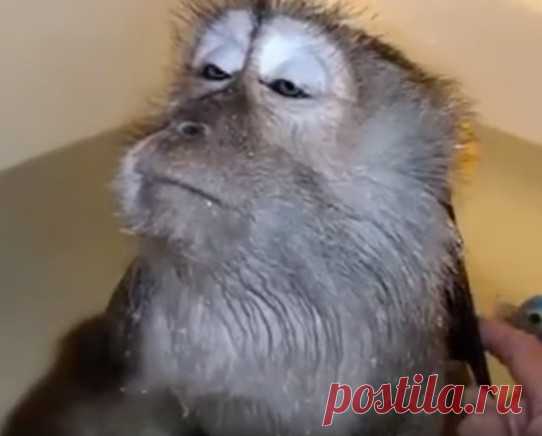 Невозмутимость 80-го уровня Подборка самых невозмутимых персонажей месяца!