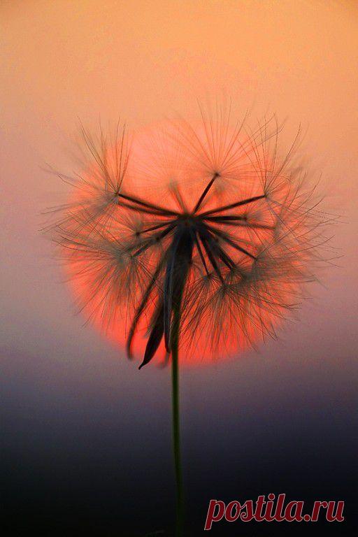 Живопись - это поэзия, которую видят
Наталья Занкина