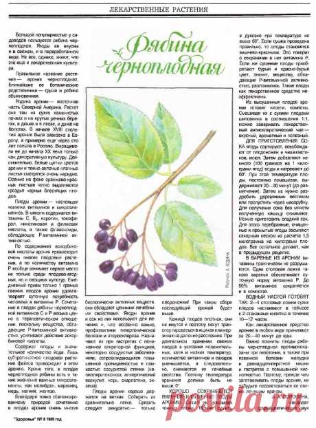 Рябина черноплодная