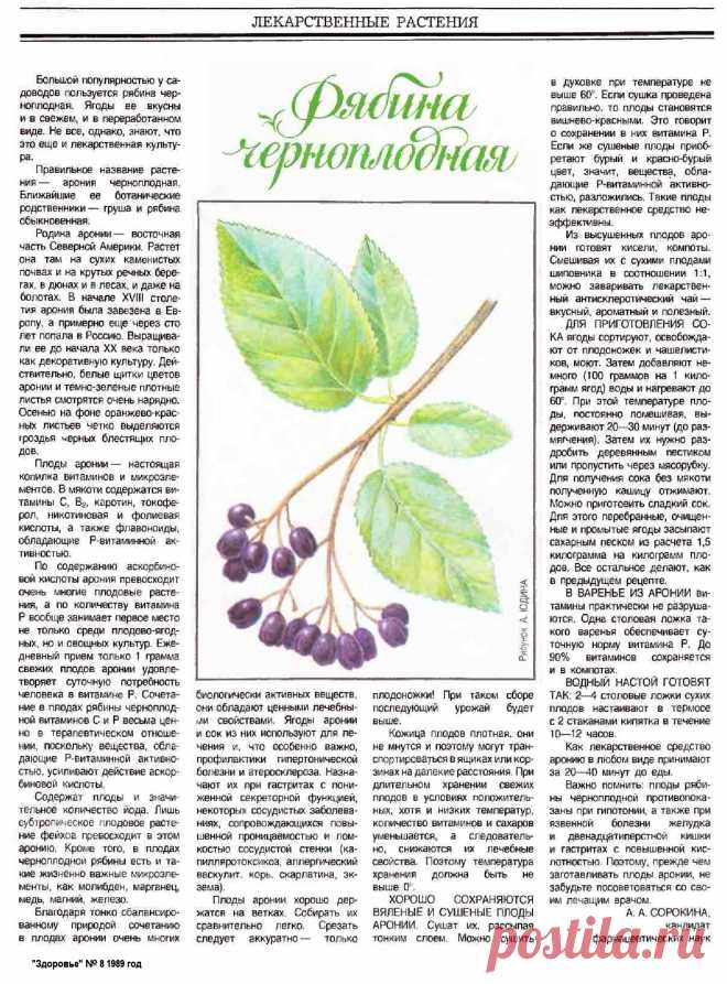 Рябина черноплодная