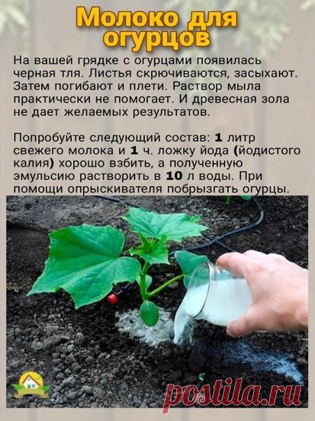 Молоко для огурцов.