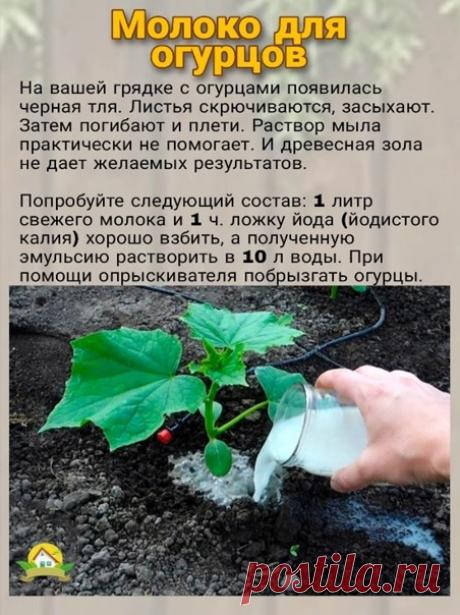 Молоко для огурцов.
