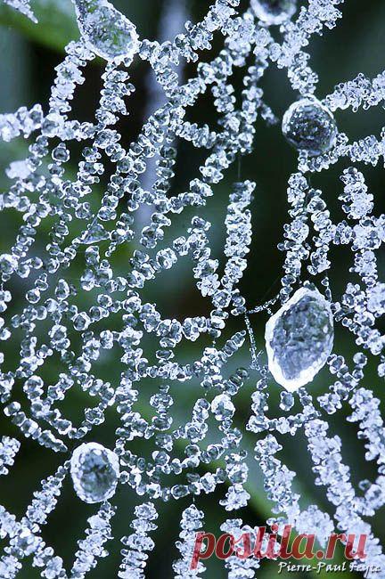 Замёрзшее живое кружево.