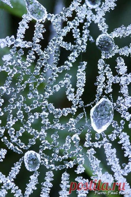 Замёрзшее живое кружево.