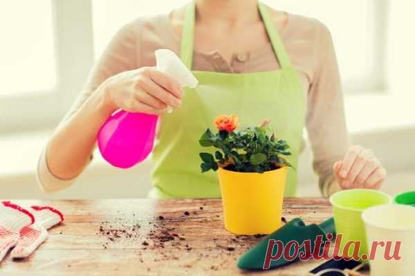 Разведите всего лишь одну таблетку вечером и цветы будут радовать вас весь год 

В любой аптеке буквально за копейки продаётся средство, которое превратит ваш сад в мечту! Называется оно янтарная кислота. Янтарную кислоту принимают внутрь как лекарственное средство, используют в…