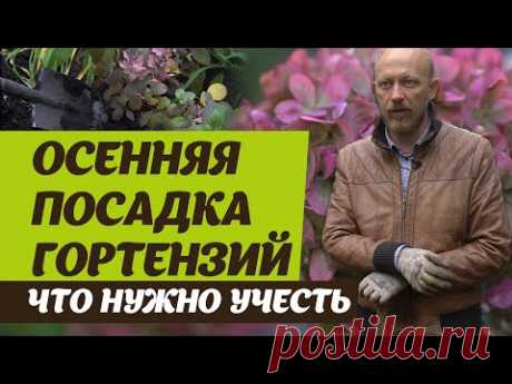 Посадка гортензий осенью.  Советы биолога