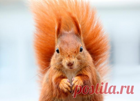 Белка-тяжелоатлет: забавные снимки животного со штангой из орехов