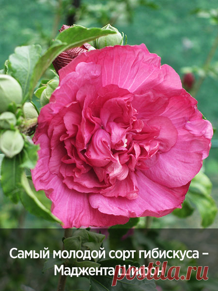 Самый молодой сорт гибискуса – Маджента Шифон