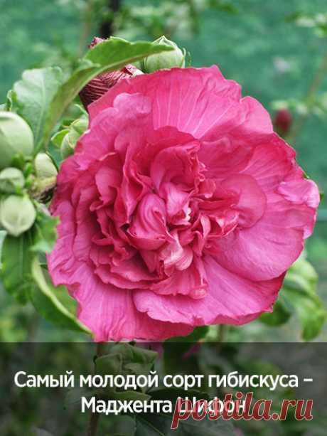 Самый молодой сорт гибискуса – Маджента Шифон