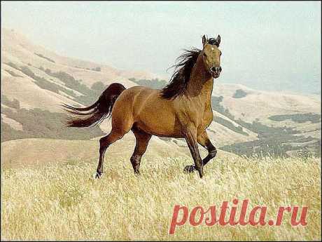 лошади