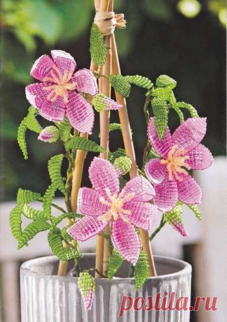 (36) Одноклассники