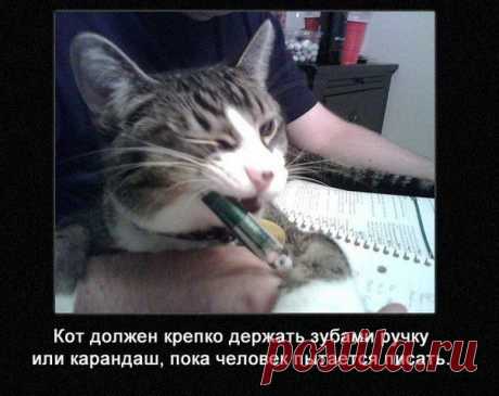 Обязанности кота