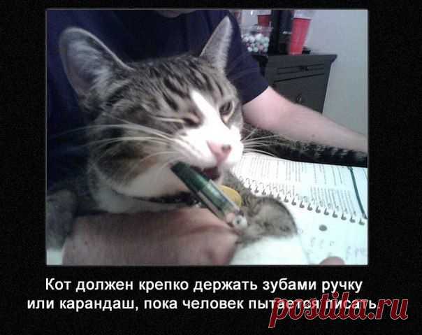 Обязанности кота
