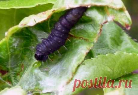 Листовёртка плодовых деревьев - Садоводка