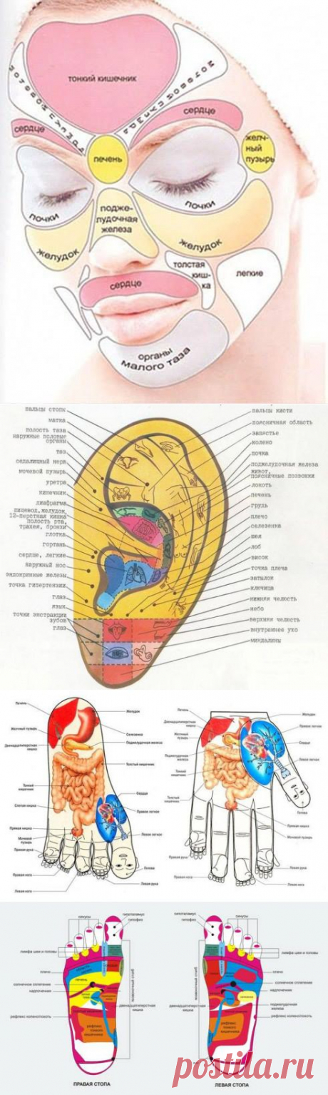 Зоны проекции органов..