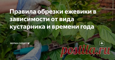 Правила обрезки ежевики в зависимости от вида кустарника и времени года Ежевика – капризная плодовая культура. Особенно растение требовательно к обрезке. Если отказаться от процедуры, то есть риск остаться без урожая. Быстрорастущее деревце без своевременного удаления побегов может исказить внешний вид участка. Процедура проводится с соблюдением агротехнических правил. Подготовка инструментов и материалов Провести обрезку ежевики непросто. Усложняют процесс множество шипов...