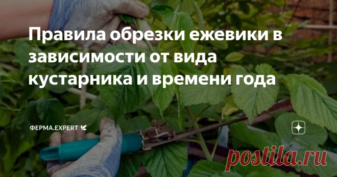 Правила обрезки ежевики в зависимости от вида кустарника и времени года Ежевика – капризная плодовая культура. Особенно растение требовательно к обрезке. Если отказаться от процедуры, то есть риск остаться без урожая. Быстрорастущее деревце без своевременного удаления побегов может исказить внешний вид участка. Процедура проводится с соблюдением агротехнических правил. Подготовка инструментов и материалов Провести обрезку ежевики непросто. Усложняют процесс множество шипов...