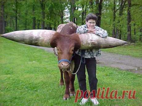 самые большие в мире рога...