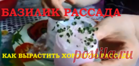 Базилик рассада. Как вырастить хорошую рассаду? — 6 соток