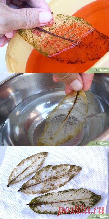 How to Make Skeleton Leaves (with Pictures) - wikiHow