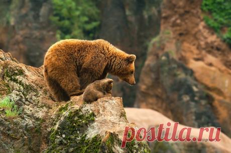 Большие и маленькие животные вместе;) Удивительно тёплые фотографии — Фотоискусство