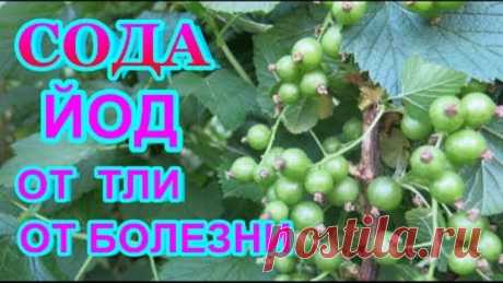 СОДА КАЛЬЦИНИРОВАННАЯ + ЙОД = СУПЕР СРЕДСТВО от ТЛИ, серой гнили ,мучнистой росы - всех растений..