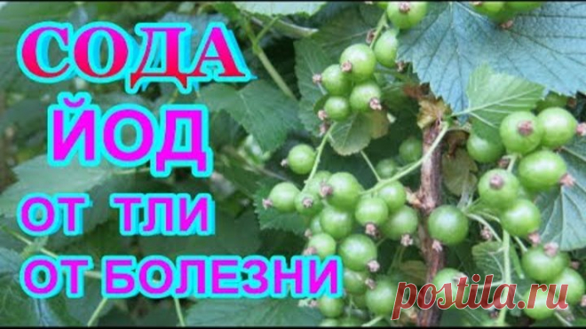 СОДА КАЛЬЦИНИРОВАННАЯ + ЙОД = СУПЕР СРЕДСТВО от ТЛИ, серой гнили ,мучнистой росы - всех растений..